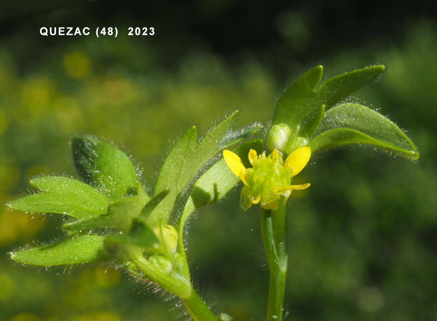 Buttercup, Small-flowered flower